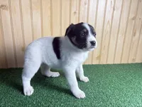 Sweetie , a female Australian Cattle Dog and Labrador Retriever for sale in Fort Wayne, IN – 2 of 4