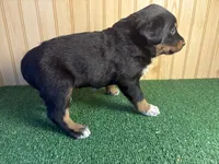 Silas, a male Australian Cattle Dog and Labrador Retriever for sale in Fort Wayne, IN – 4 of 4