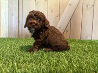 Juno, a female Poodle - Toy  for sale in Fort Wayne, IN – 2 of 5