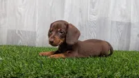 Mercury , a male Miniature Dachshund for sale in Fort Wayne, IN – 4 of 4