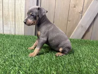 Sadie, a female Miniature Pinscher for sale in Fort Wayne, IN – 4 of 7