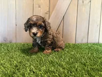 Jolie, a female Poodle - Toy  for sale in Fort Wayne, IN – 4 of 6