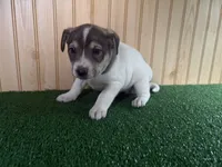 Mia, a female Australian Cattle Dog and Labrador Retriever for sale in Fort Wayne, IN – 3 of 3