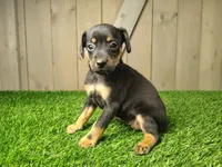 Mocha, a female Miniature Pinscher for sale in Fort Wayne, IN – 2 of 3