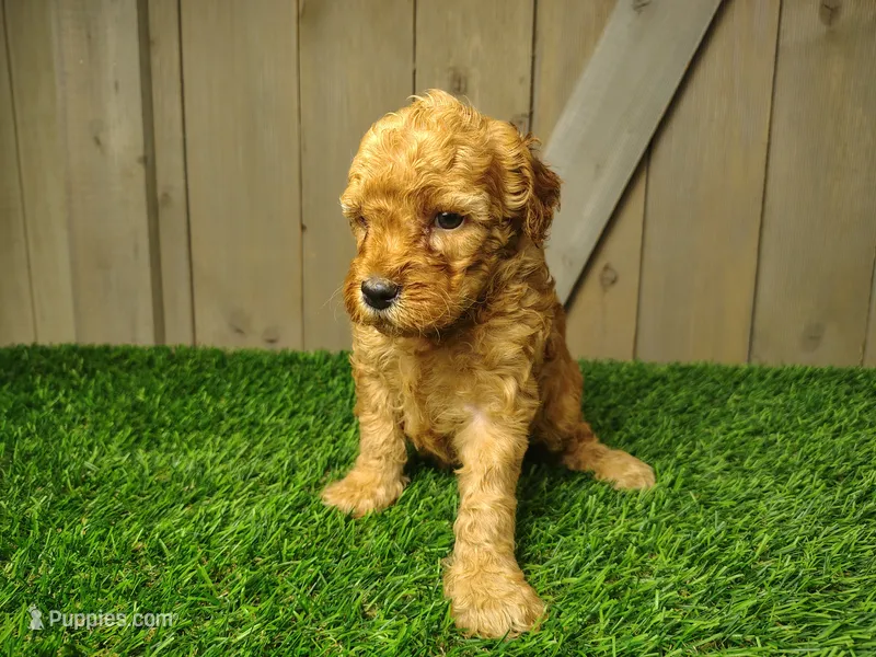 Lucy – Poodle - Miniature  puppy for sale in Fort Wayne, IN