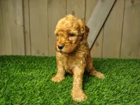 Lucy, a female Poodle - Miniature  for sale in Fort Wayne, IN – 1 of 4