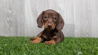 Matthew , a male Miniature Dachshund for sale in Fort Wayne, IN – 2 of 4