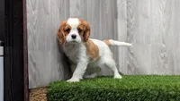 Rex, a male Cavalier King Charles Spaniel for sale in Fort Wayne, IN – 3 of 3