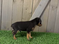 Scout, a male Miniature Pinscher for sale in Fort Wayne, IN – 6 of 6