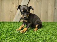 Maisie, a female Miniature Pinscher for sale in Fort Wayne, IN – 3 of 3