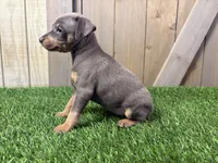 Sadie, a female Miniature Pinscher for sale in Fort Wayne, IN – 5 of 7
