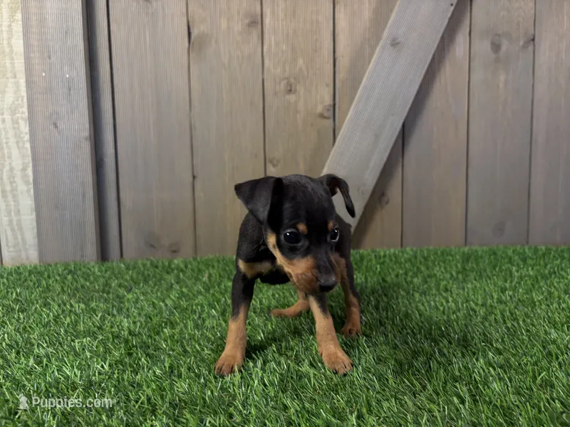 Smokey – Miniature Pinscher puppy for sale in Fort Wayne, IN