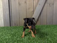 Smokey, a male Miniature Pinscher for sale in Fort Wayne, IN – 1 of 4