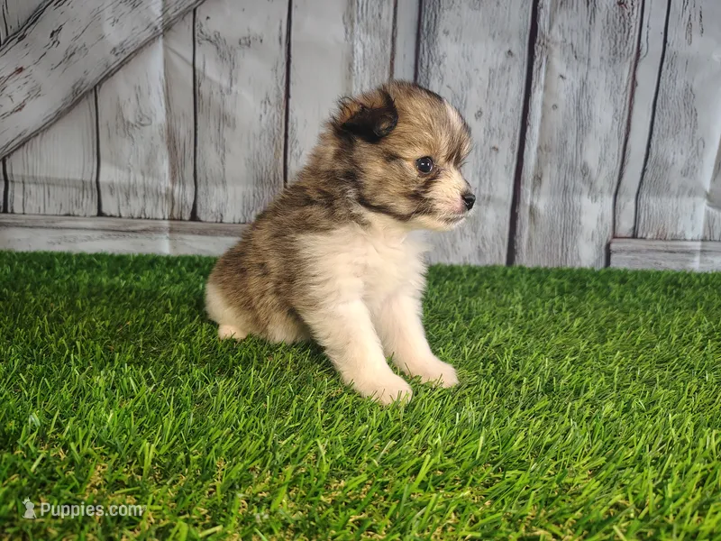 Lexi – Pomeranian, Poodle - Miniature  puppy for sale in Fort Wayne, IN