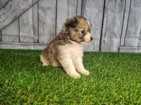 Lexi, a female Pomeranian and Poodle - Miniature  for sale in Fort Wayne, IN – 1 of 3