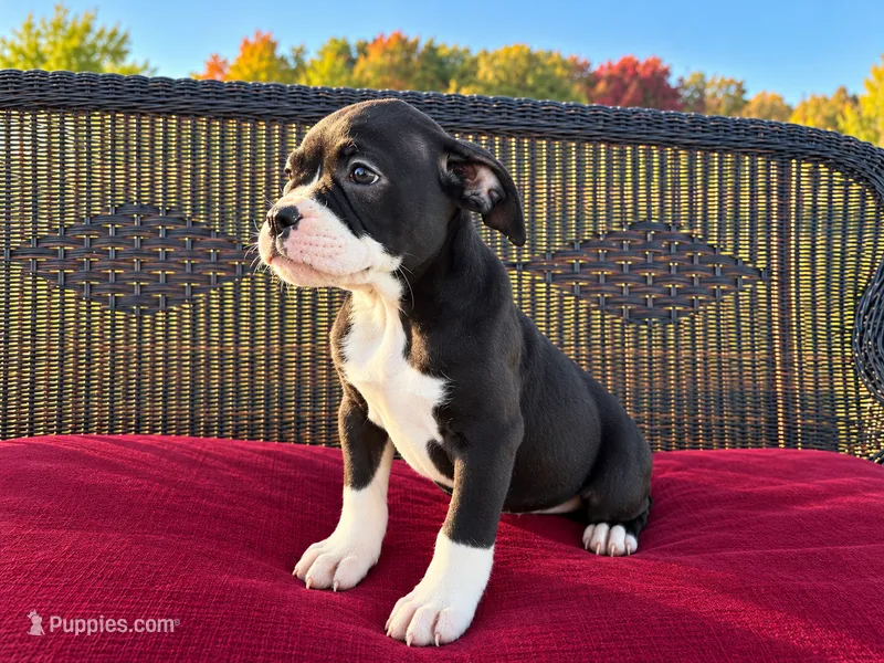 Laramie  – Olde English Bulldogge puppy for sale in Fort Wayne, IN