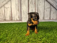 Ava , a female Miniature Pinscher for sale in Fort Wayne, IN – 6 of 6