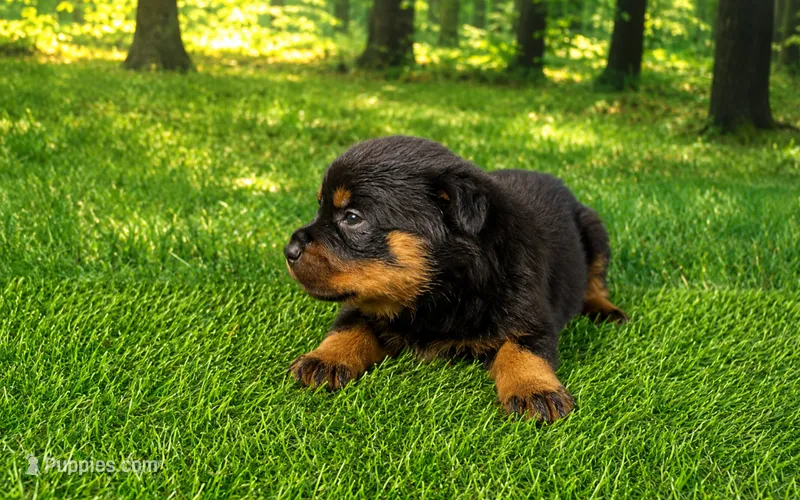 Moose – Rottweiler puppy for sale in Fort Wayne, IN