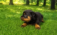 Moose, a male Rottweiler for sale in Fort Wayne, IN – 1 of 3