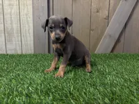 Simba, a male Miniature Pinscher for sale in Fort Wayne, IN – 3 of 4