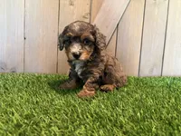 Jolie, a female Poodle - Toy  for sale in Fort Wayne, IN – 2 of 6