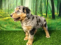 Amira, a female Australian Shepherd and Bernese Mountain Dog for sale in Fort Wayne, IN – 3 of 4