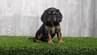 Reni, a female Cavalier King Charles Spaniel for sale in Fort Wayne, IN – 2 of 2