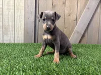 Sadie, a female Miniature Pinscher for sale in Fort Wayne, IN – 2 of 7
