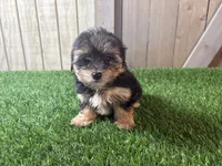 Echo, a male Morkie for sale in Fort Wayne, IN – 2 of 4