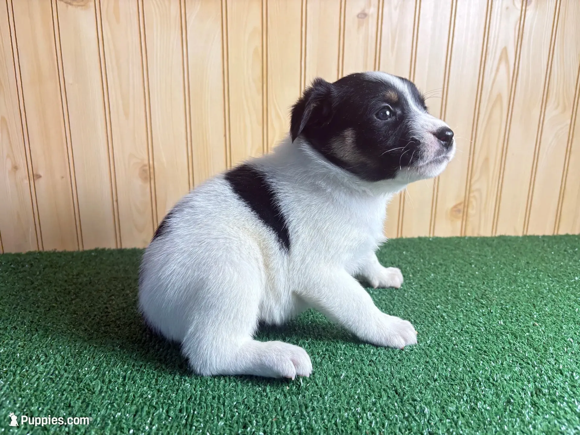 Sweetie , a female Australian Cattle Dog and Labrador Retriever for sale in Fort Wayne, IN – 1 of 4