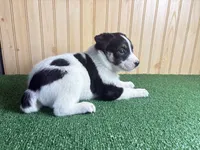 Sparkle, a female Australian Cattle Dog and Labrador Retriever for sale in Fort Wayne, IN – 3 of 3
