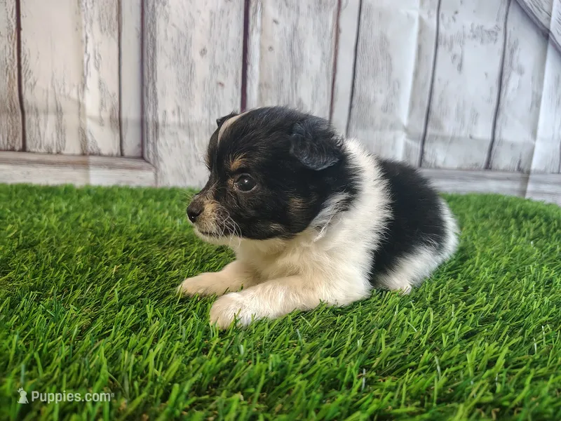Lincoln – Pomeranian, Poodle - Miniature  puppy for sale in Fort Wayne, IN