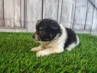 Lincoln, a male Pomeranian and Poodle - Miniature  for sale in Fort Wayne, IN – 1 of 4