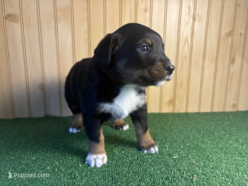 Silas – Australian Cattle Dog, Labrador Retriever puppy for sale in Fort Wayne, IN