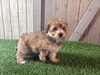 Ember, a female Morkie for sale in Fort Wayne, IN – 3 of 9