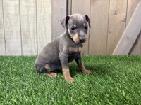 Sadie, a female Miniature Pinscher for sale in Fort Wayne, IN – 6 of 7