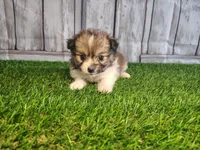 Luna, a female Pomeranian and Poodle - Miniature  for sale in Fort Wayne, IN – 3 of 4