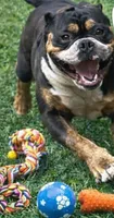 Venom, a male Olde English Bulldogge for sale in Fort Wayne, IN – 1 of 3