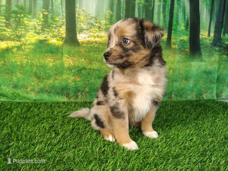 Tank – American Bulldog, Australian Shepherd puppy for sale in Fort Wayne, IN