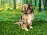 Tank, a male American Bulldog and Australian Shepherd for sale in Fort Wayne, IN – 1 of 5