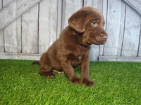 Sarge, a male Labrador Retriever for sale in Fort Wayne, IN – 3 of 3