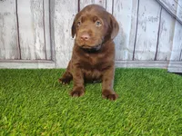 Shadow , a male Labrador Retriever for sale in Fort Wayne, IN – 4 of 4