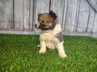 Lena, a female Pomeranian and Poodle - Miniature  for sale in Fort Wayne, IN – 6 of 8