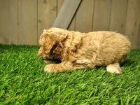 Layla, a female Poodle - Miniature  for sale in Fort Wayne, IN – 4 of 6