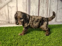 Dexter, a male Miniature Goldendoodle for sale in Fort Wayne, IN – 2 of 5