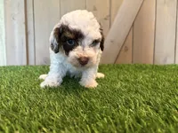 Joey, a male Poodle - Toy  for sale in Fort Wayne, IN – 2 of 5