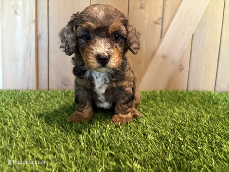 Jolie – Poodle - Toy  puppy for sale in Fort Wayne, IN