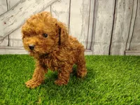 Hugo, a male Cavapoo for sale in Fort Wayne, IN – 6 of 6