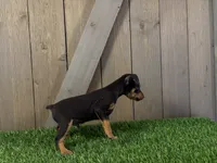 Smokey, a male Miniature Pinscher for sale in Fort Wayne, IN – 4 of 4
