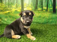 Yvette, a female German Shepherd Dog and Siberian Husky for sale in Fort Wayne, IN – 3 of 4